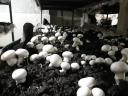 فروش محصول قارچ در دانشکده کشاورزی به کارکُنان دانشگاه